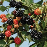 Ouachita PP17162 Blackberry Plants