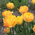 Peach Melba Tulip Bulbs
