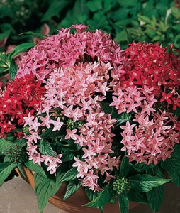 Penta, Butterfly Sparkles Mix | Garden Seeds and Plants
