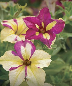 Petunia, Fancy Dress | Garden Seeds and Plants