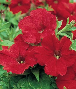 Petunia, Supercascade Red | Garden Seeds and Plants