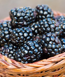 prime ark blackberry varieties