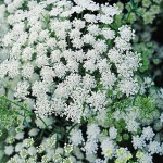 Queen Anne’s Lace Ammi Majus Seeds