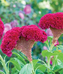 Red Velvet Celosia Seeds | Garden Seeds and Plants