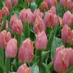 Salmon Prince Tulip Bulbs