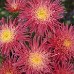 Salmon Red Aster Seeds