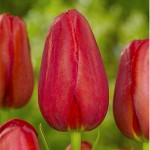 Sky High Scarlet Tulip Bulbs