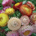 Strawflower, Tall Mixed Colors