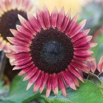 Sunflower, Ms. Mars