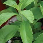 Sweet Leaf Stevia Seeds