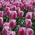 Synaeda Amor Tulip Bulbs