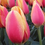 World Peace Tulip Bulbs