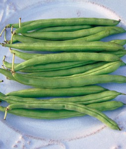 Bean, Blue Lake 274 Bush | Garden Seeds and Plants