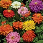 Cactus-Flowered Zinnias