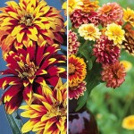 Mexican Zinnia Seeds and Plants