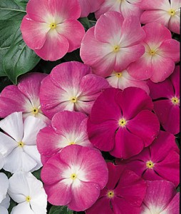 Vinca, Arizona Mix | Garden Seeds and Plants