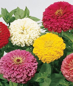 Zinnia, Giant Flowered Mixed Colors | Garden Seeds And Plants