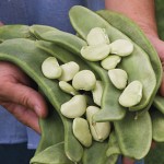 Big Mama Lima Bean Seeds