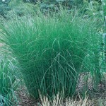 Gracillimus Maiden Grass
