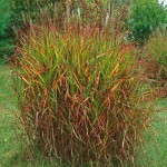Purpurascens Flame Grass
