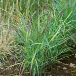 Shenandoah Panicum Grass