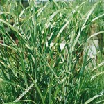 Strictus Maiden Grass