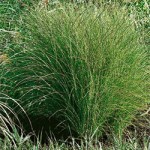 Variegatus Maiden Grass