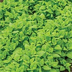 A La Carte Hybrid Spinach Seed
