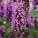 Agastache Rose Mint Seed