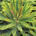 Ascot Rainbow Euphorbia