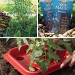 Beefsteak Tomato Growers Gift Kit