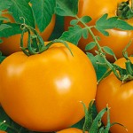 Chef’s Choice Orange Hybrid Tomato