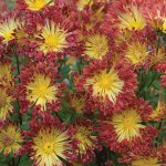 Chrysanthemum Matchsticks