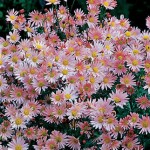 Chrysanthemum Sheffield Pink