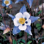 Columbine Blue Star Seeds