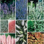 Foliage Perennial Plants