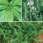 Fresh Herb Plants Gift Collection