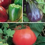 Heirloom Vegetable Plants Gift Collection