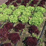 Irrigation Kit – Garden & Soaker Dripline