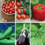 Patio Vegetable Plants Gift Collection