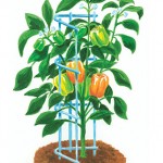Pepper & Eggplant Supports