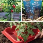 Pepper Garden Growers Gift Kit