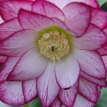 Peppermint Ice Hellebore