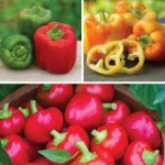 Sweet Pepper Plants Gift Collection
