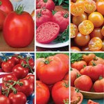 Tomato Lovers Plants Gift Collection