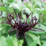 Black Sprite Centaurea