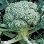 Broccoli, De Cicco