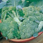 Broccoli, Di Ciccio Organic