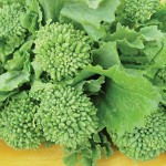 Broccoli, Raab Rapini Organic