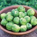 Brussels Sprout, Early Marvel Hybrid